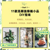 植物风格3 玩转绿植：植物装饰手作指南 商品缩略图1