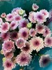 【精品小菊】马蒂斯 10支/扎 商品缩略图2