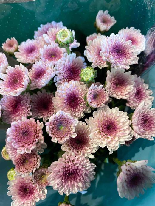 【精品小菊】马蒂斯 10支/扎 商品图2