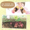 好多好多好吃的 全3册 0-6岁 平山和子 著 儿童绘本 商品缩略图1