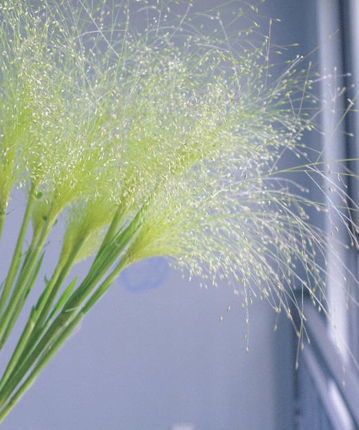 【爱如呼吸】喷泉草 约 10支/扎 商品图8