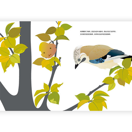 飞过四季的鸟儿  后浪浪花朵朵童书 商品图2