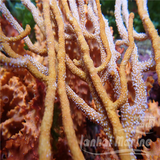 橙海柳-白花 商品图0