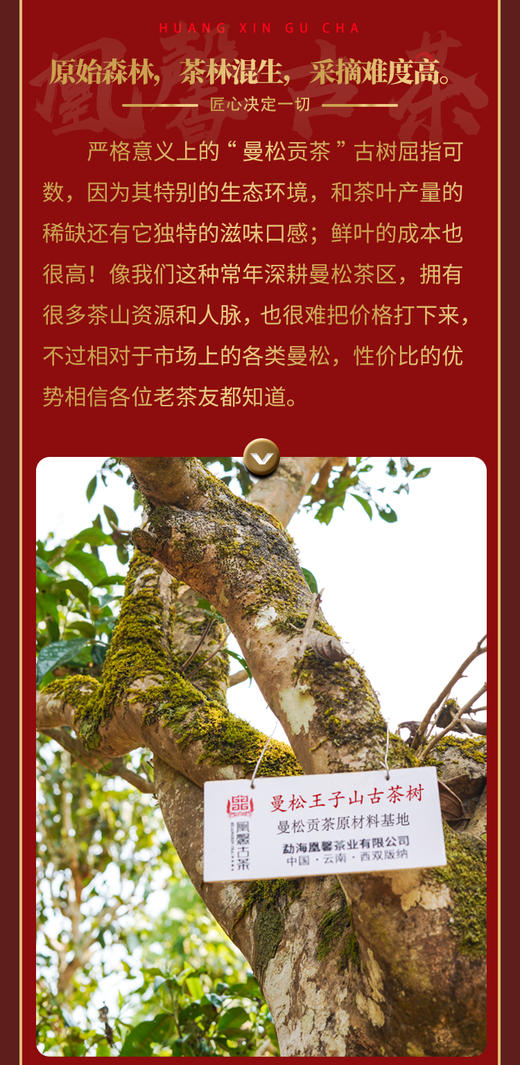 【2022年春茶预售】曼松贡茶古树纯料云南普洱茶饼生茶200g/饼 商品图6