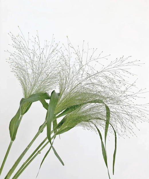 【爱如呼吸】喷泉草 约 10支/扎 商品图7