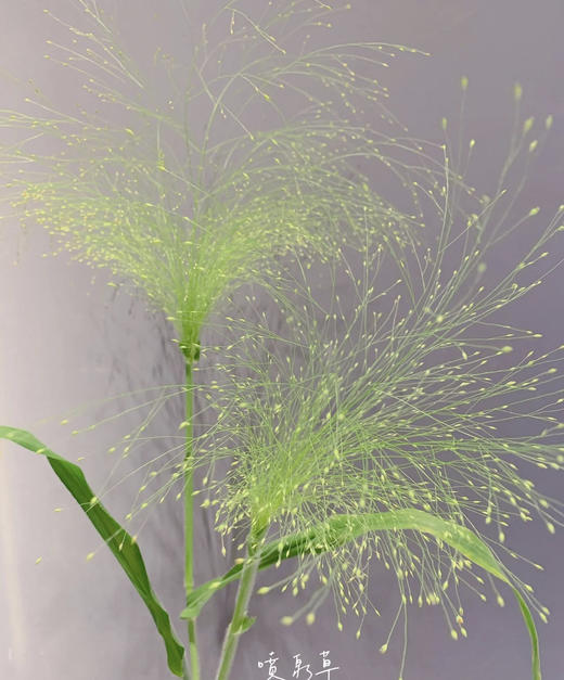 【爱如呼吸】喷泉草 约 10支/扎 商品图5