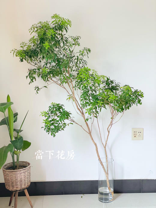 马醉木1支份植物界的爱马仕一支就是一棵小树花期12个月