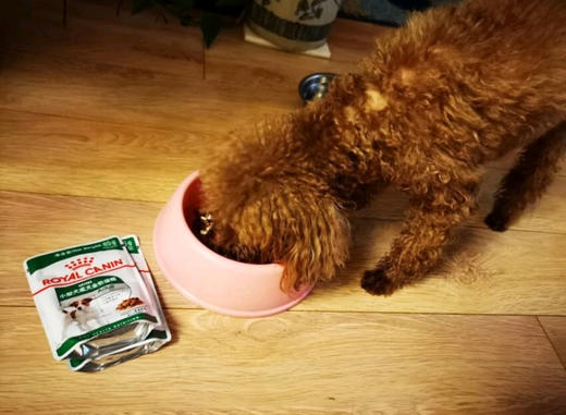 皇家小型犬成犬干粮2kg小型犬成犬湿粮或贵宾成犬湿粮85g（口味随机） 商品图6