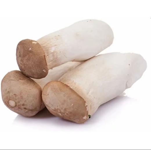 杏鲍菇芽480g-520g 商品图0