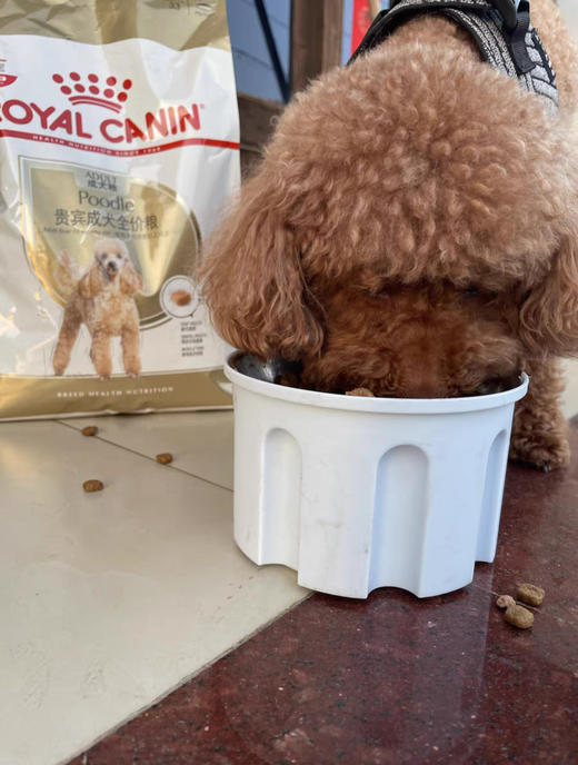 皇家贵宾犬成犬干粮1.5kg贵宾成犬湿粮（慕斯肉泥）85g 商品图3