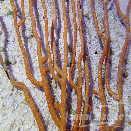 橙海柳-白花 商品图1