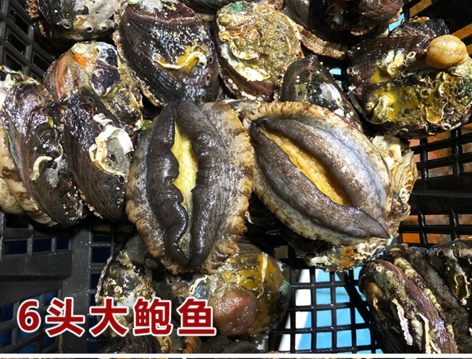 六头大鲍鱼，19元1只//