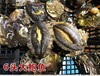 六头大鲍鱼，19元1只// 商品缩略图0