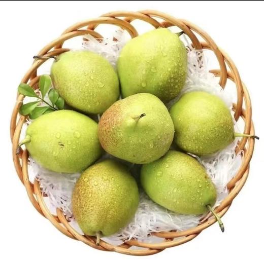 库尔勒香梨480g-500g 商品图0