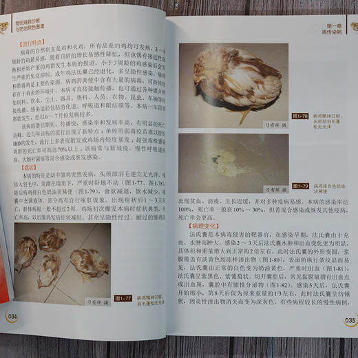 简明鸡病诊断与防氵台原色图谱（第二版） 商品图5