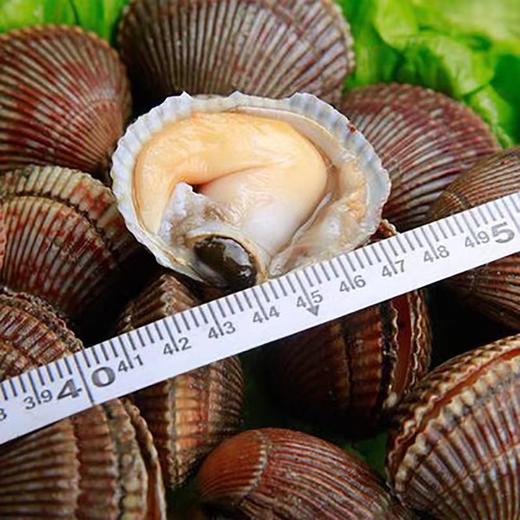 冷冻【顺丰包邮】新鲜鸟贝肉2斤 商品图3