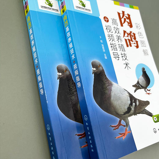 彩色图解肉鸽高效养殖技术+视频指导 商品图4