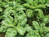 生态羽衣甘蓝 | 质味脆清 | 石嫣农场 * Eco-friendly Kale 商品缩略图1