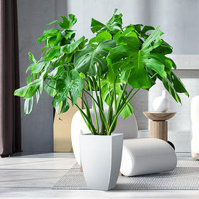 卧室植物不能乱养，这些植物慎重养在卧室里！