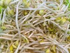 黄豆芽 商品缩略图0