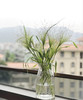 【爱如呼吸】喷泉草 约 10支/扎 商品缩略图6