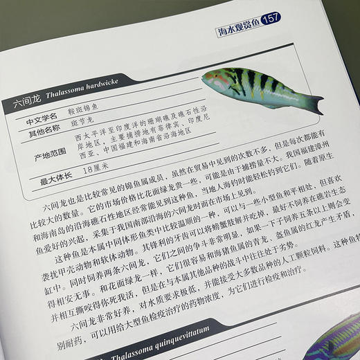 海水观赏鱼 商品图5