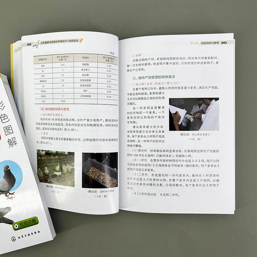 彩色图解肉鸽高效养殖技术+视频指导 商品图7