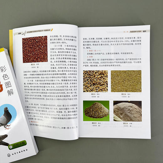 彩色图解肉鸽高效养殖技术+视频指导 商品图6