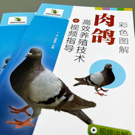 彩色图解肉鸽高效养殖技术+视频指导 商品图3