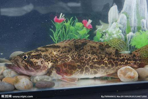 鲜活黑桂鱼 /斤 商品图2