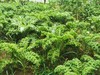 生态羽衣甘蓝 | 质味脆清 | 石嫣农场 * Eco-friendly Kale 商品缩略图2