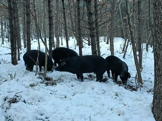 有机黑山猪筒骨3.5斤 商品图3