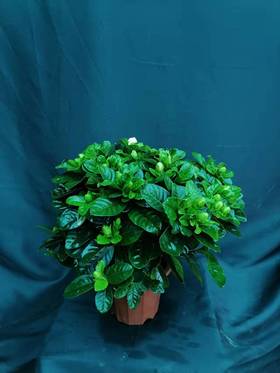 栀子花