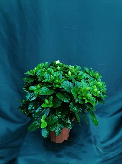 栀子花 商品图0