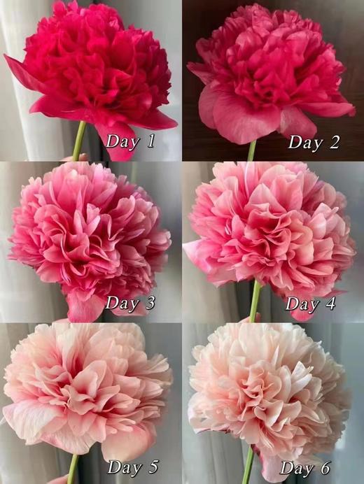 【预售！4.20起陆续发出】御前表演芍药【你在人间要永远自由热烈】稀有变色芍药 2束包邮 顺丰空运 商品图1