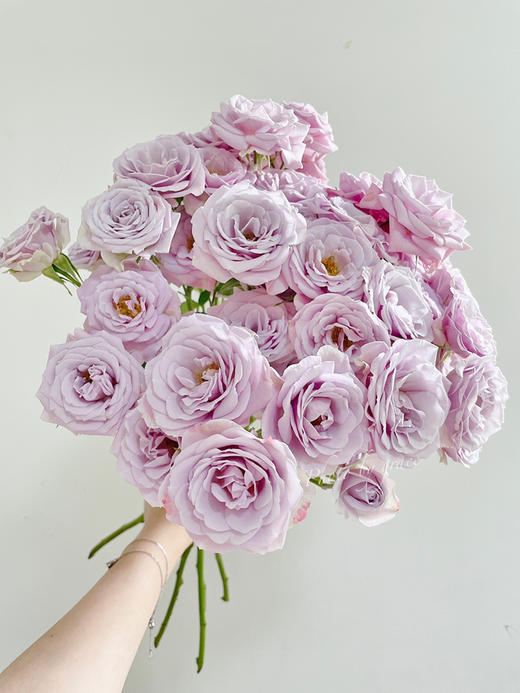 银色幻影肯尼亚多头玫瑰5支