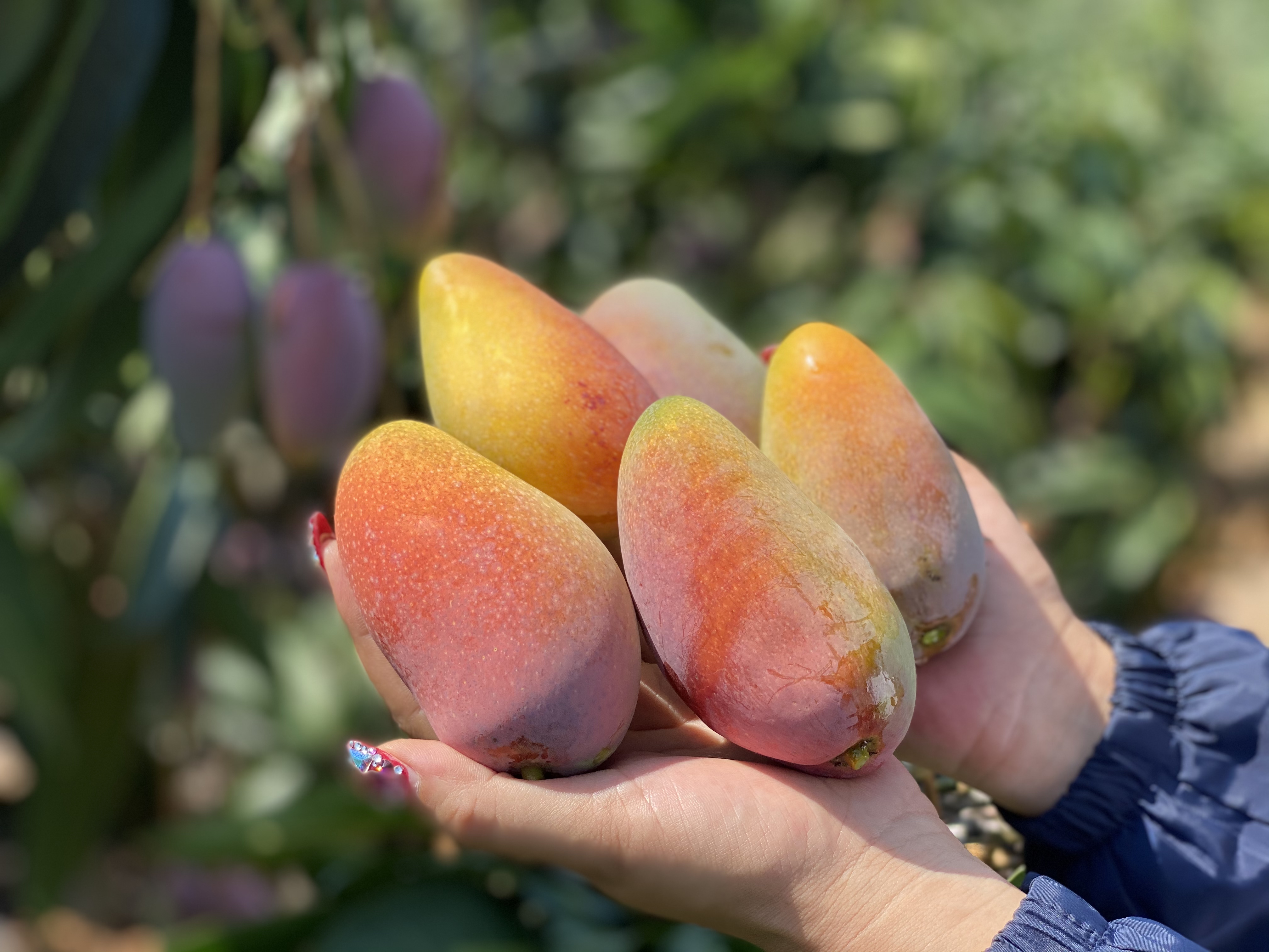 海南树上熟贵妃芒4斤装三亚发货顺丰包邮下单5天左右