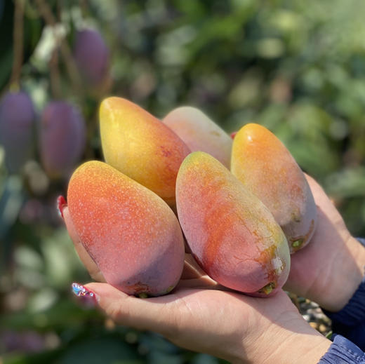 海南树上熟贵妃芒顺丰包邮下单从海南发货 商品图0