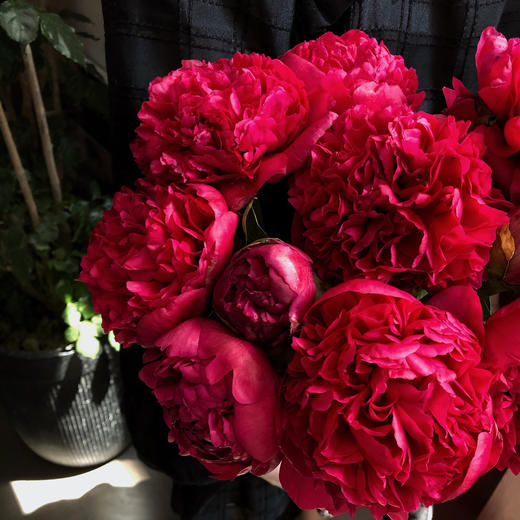 【预售！4.20起陆续发出】御前表演芍药【你在人间要永远自由热烈】稀有变色芍药 2束包邮 顺丰空运 商品图6