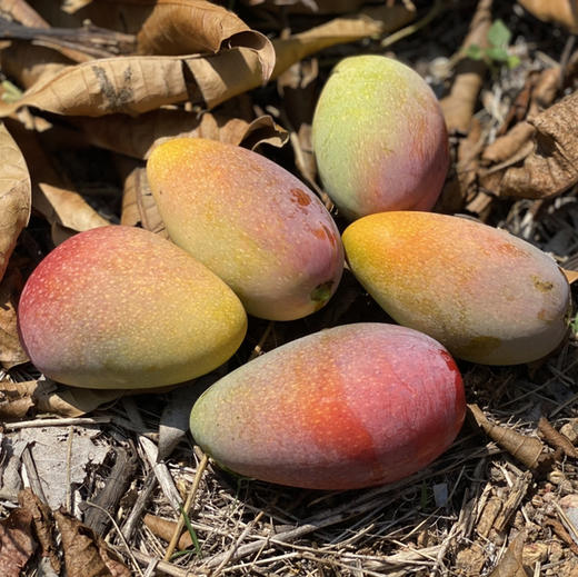 海南树上熟贵妃芒顺丰包邮下单从海南发货 商品图7