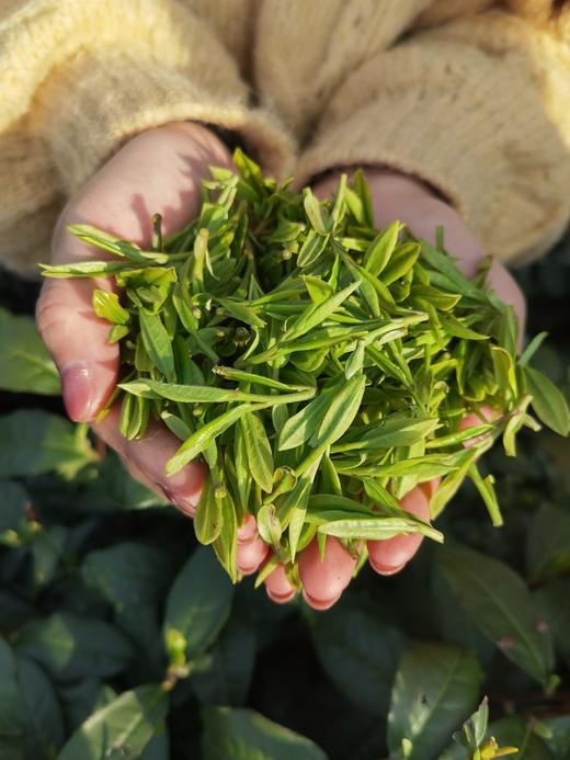 青山精选 核心产区狮峰山/梅家坞明前采摘西湖龙井100g 限量优惠预订 （3月底前发货） 商品图0