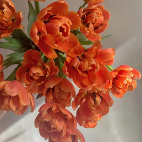 精品花材香橙挞重瓣郁金香9支