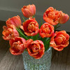 精品花材香橙挞重瓣郁金香9支 商品缩略图1