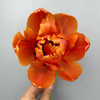 精品花材香橙挞重瓣郁金香9支 商品缩略图2