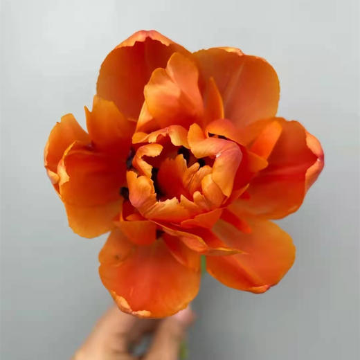 精品花材香橙挞重瓣郁金香9支 商品图2