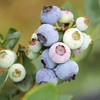 『云南抚仙湖蓝莓』优瑞卡蓝莓，细嫩爽口，富含花青素 商品缩略图5