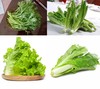 [蔬菜4合1]茼蒿·油麦菜·杭白菜·生菜各500g/份【021】 商品缩略图0