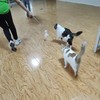 五角星逗猫棒 可伸缩 内置猫薄荷球 钢丝杆 耐咬不易断 商品缩略图3