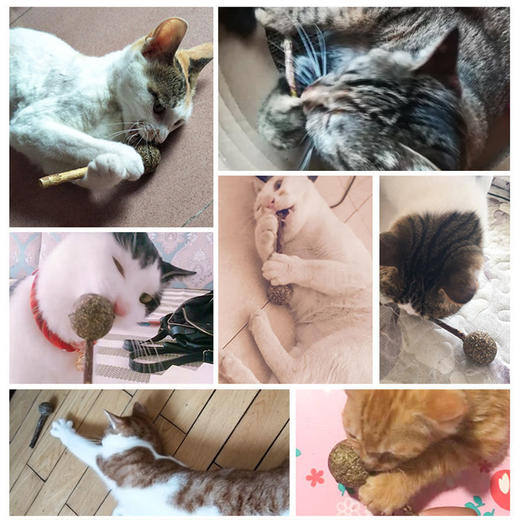 猫薄荷棒棒糖猫咪零食化毛磨牙洁齿猫薄荷逗猫棒清新口气猫薄荷球 商品图2