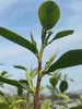 洞庭山碧螺春茶 商品缩略图2